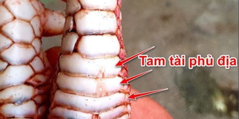 Kê thủ có vảy tam tài phủ địa cực chiến