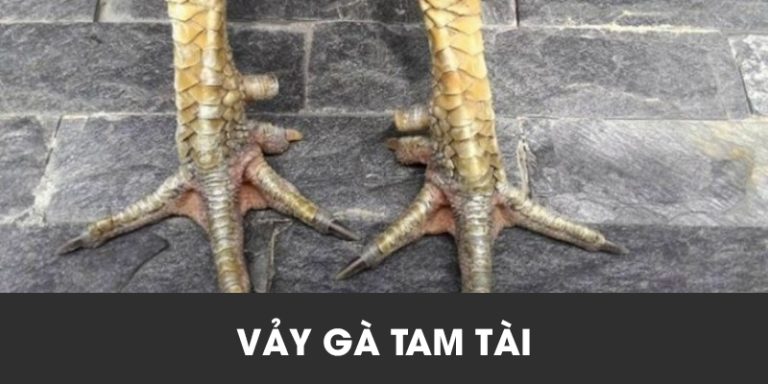 Vảy gà tam tài