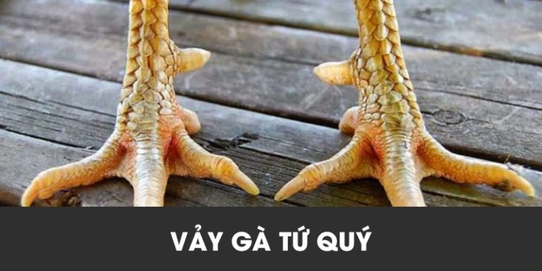 Vảy gà tứ quý